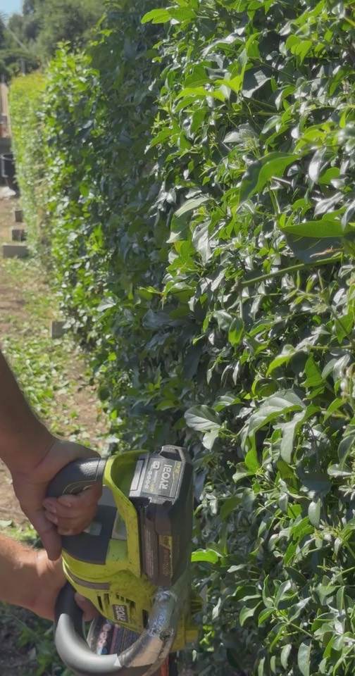 Landscaper trimming a tall hedge